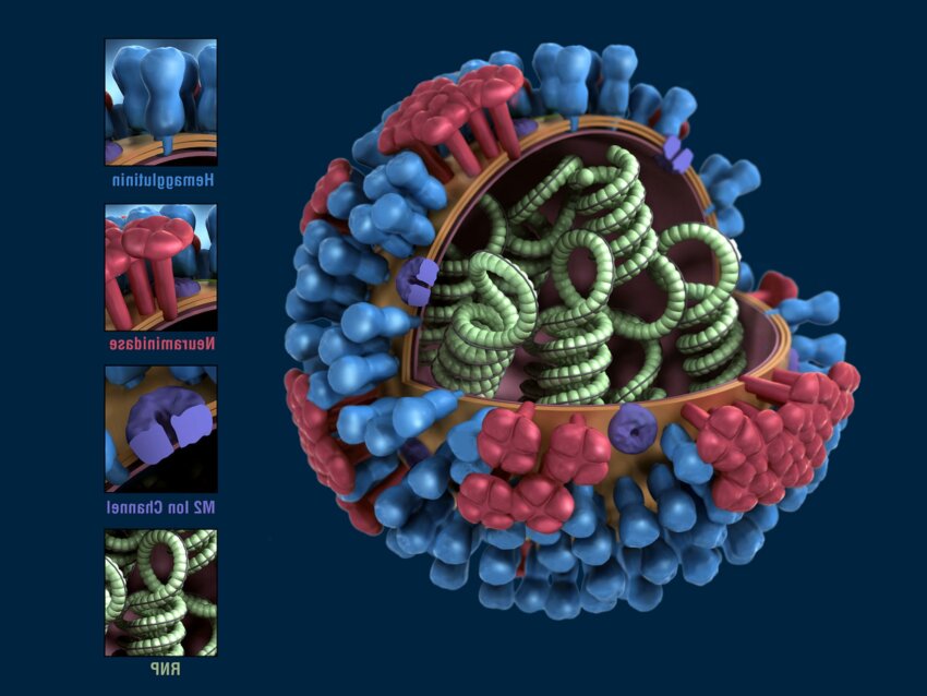 Influenza viruses