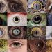 Animal Eye1